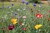 Blomsterstriber tilbydes til sønderjyderne
