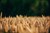 Kurser i Farmtracking - Vejle