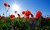 Vil du have blomsterstriber på 2 meter?