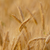 Prøv CropManager gratis helt frem til 31. marts 2023